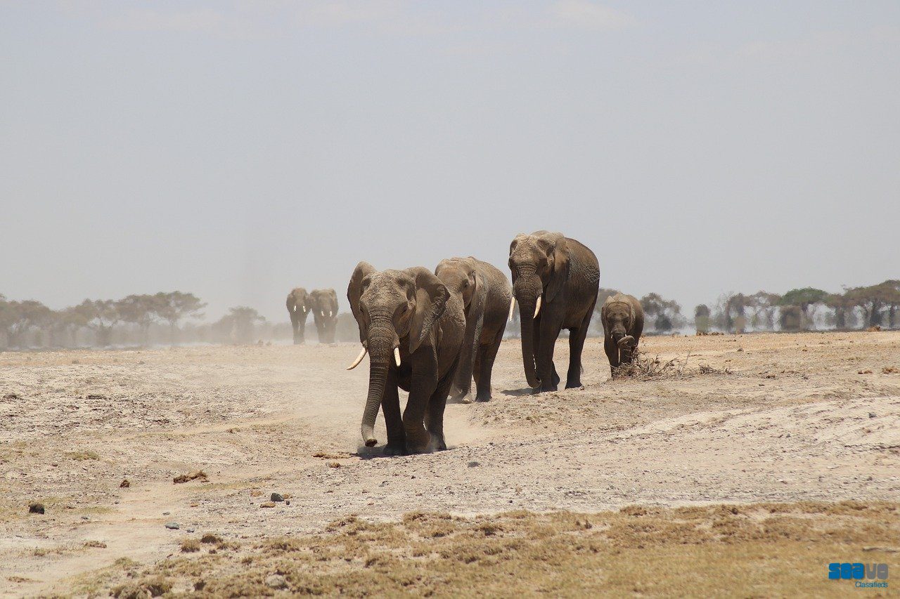 Discover the Wild in Style with African Luxury Safari Packages